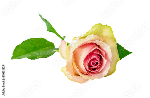Beautiful fresh rose soaked with morning dew   Isolated on white background