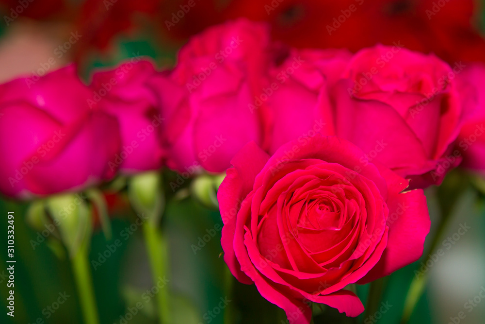 rosa, buquê, flor, vermelho, amor, aglomerado estelar, natureza, cor-de-rosa, isolado, floral, bela, beldade, valentine, branco, laranja, boda, presente, romance, planta, amarelo, verde