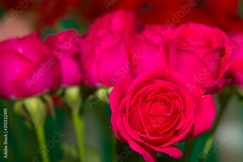 rosa  buqu    flor  vermelho  amor  aglomerado estelar  natureza  cor-de-rosa  isolado  floral  bela  beldade  valentine  branco  laranja  boda  presente  romance  planta  amarelo  verde