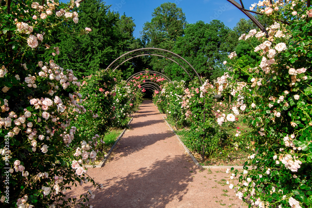 trail footpath with an arch for climbing roses with flowering, a rose garden in the botanical garden on a sunny summer day.