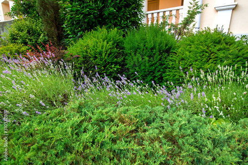 flowerbed with green bushes and blooming lavender in the garden with landscaping close up of plants.