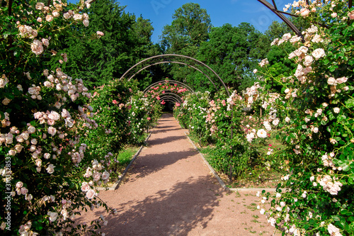 trail footpath with an arch for climbing roses with flowering  a rose garden in the botanical garden on a sunny summer day.