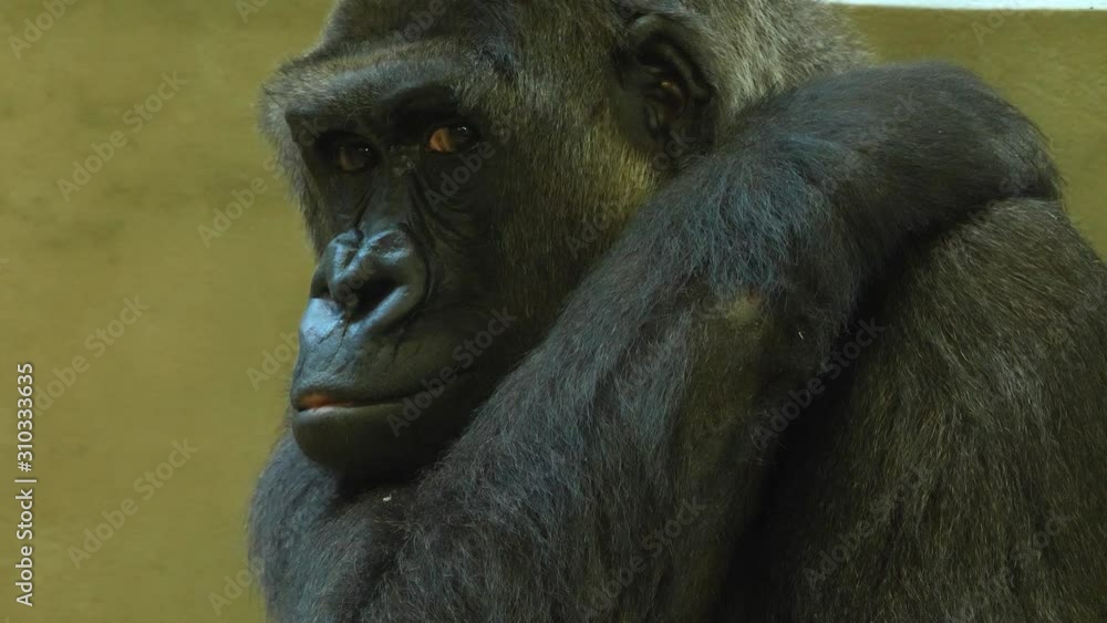 Close up of gorilla face looking to the left. Close up of gorilla face looking to the left.