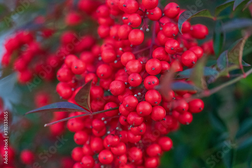 Nandina domestica (nandina, heavenly bamboo or sacred bamboo)