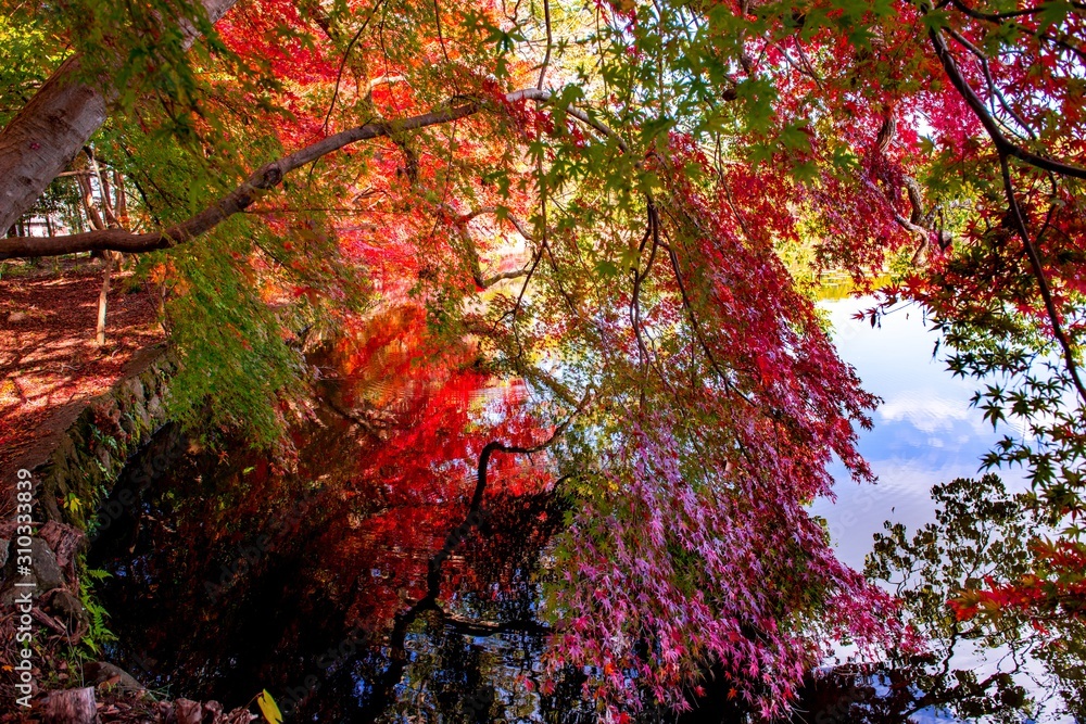 薦神社の紅葉