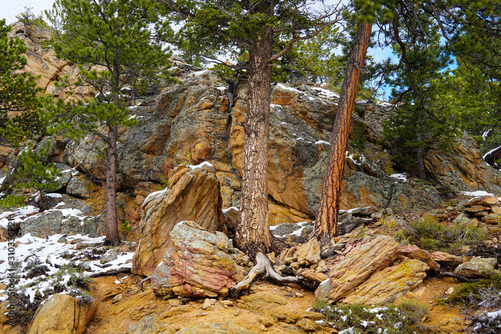 Obraz premium The colorful trees and rocks that create a beautiful late autumn landscape in the Rocky Mountain National Park