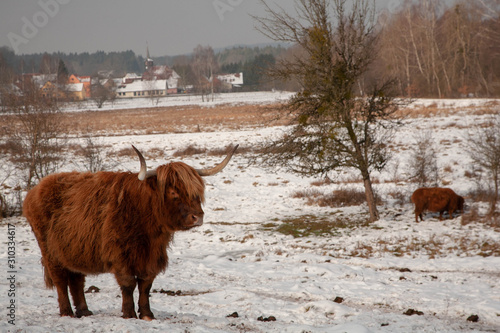 bonita paisagem de animais na neve