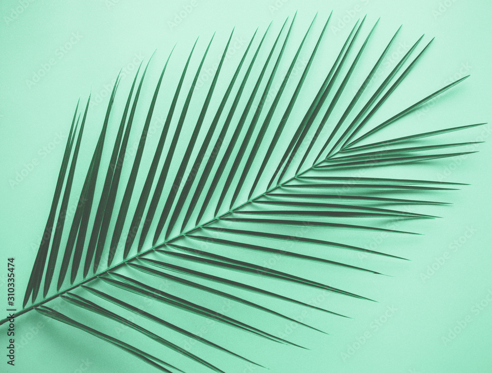 Obraz premium Coconut leaf on mint color background.