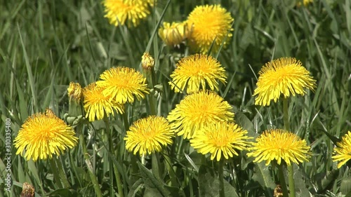 Close up of a dandelion (Taraxacum officinale) swaying slightly in the wind.