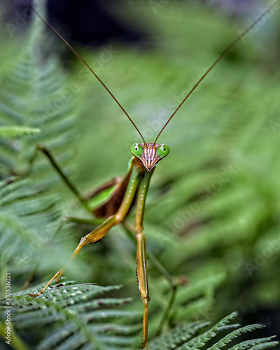 Praying Mantis Insect © Warren Rosenberg