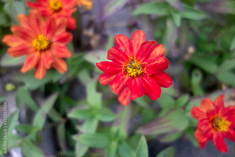 屋外に咲いた赤いジニアの花 屋外に咲いた赤いジニアの花