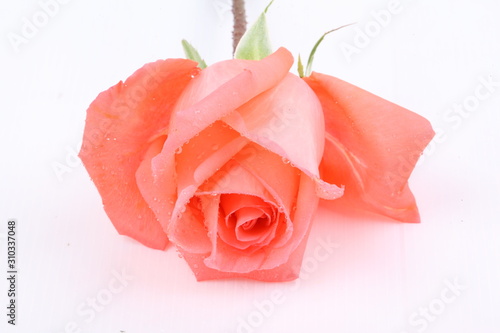 Pink rose isolated on white background