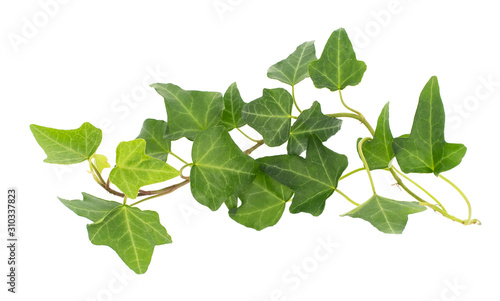 Obraz na plátně ivy isolated on white background,Natural green texture