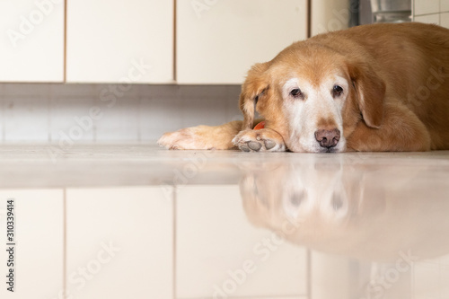 cachorro Golden Retriever triste © EDBS