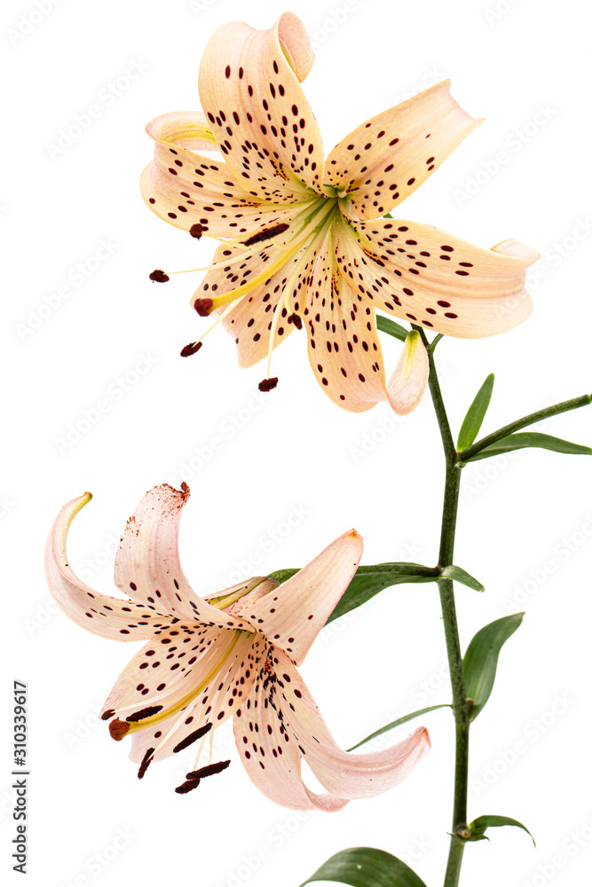 Flowers of asian lily, isolated on white background Flowers of asian lily, isolated on white background