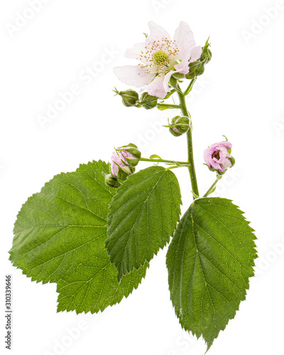 Flowers of blackberry, lat. Rubus fruticosus, isolated on white background