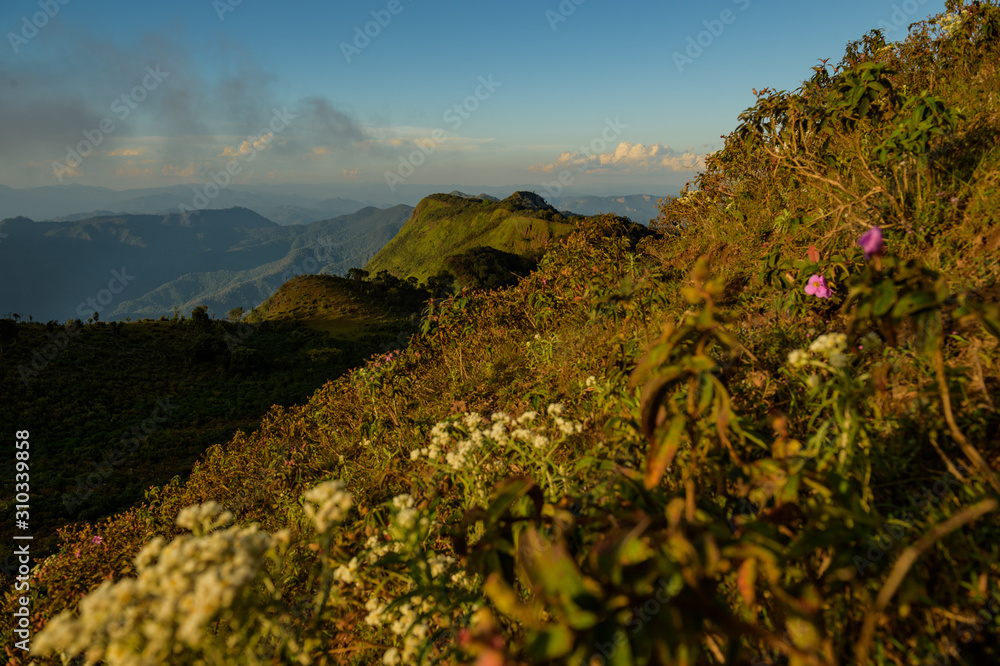 Stunning view of wild flowers in spring fields of Doi Pui Luang in Mae Ngao National Park, Mae Hong Son, Northern Thailand