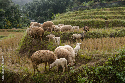 Sheep farm in the Sacred Valley, Mae Hong Son, Thailand