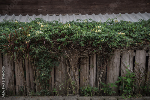 A old wooden fence with vines growing towards it  Ttraditional fence style in Mae Hong Son  northern of Thailand
