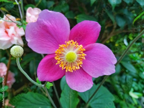 beautiful close up of  nootka rose bloom with leaves in the background.
