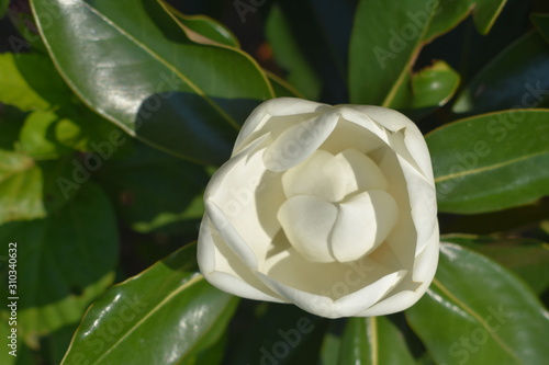 close up on a blooming white flower