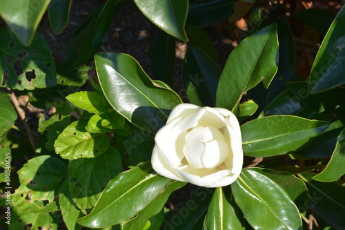 blooming white flower