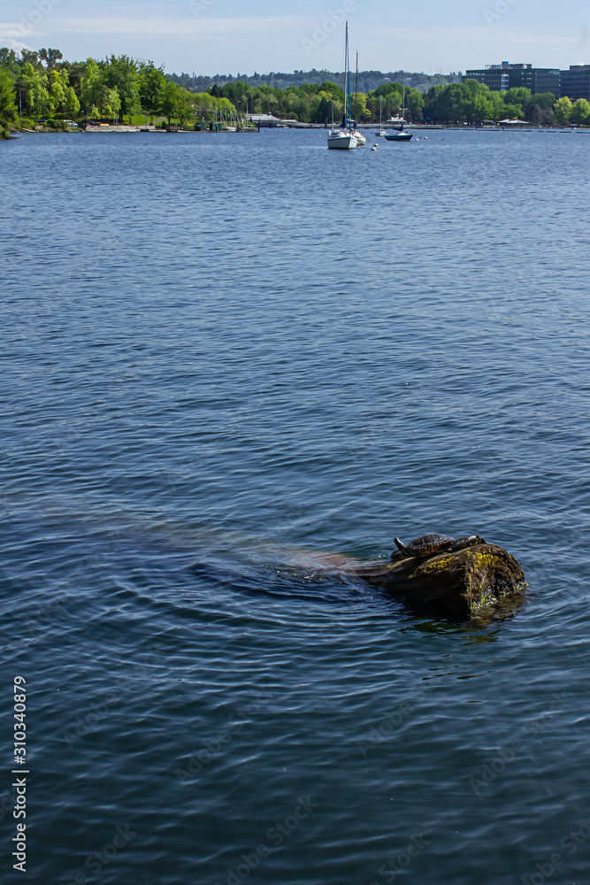 Fototapeta premium pile of striped turtles laying on a waterlogged tree trunk