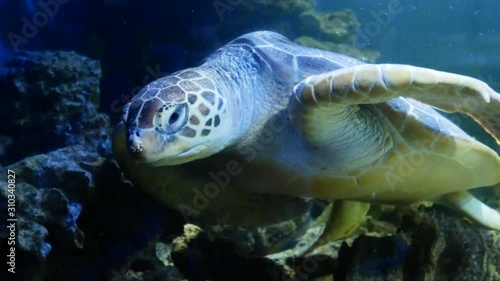 Sea turtle resting in large aquarium. Eretmochelys imbricata photo
