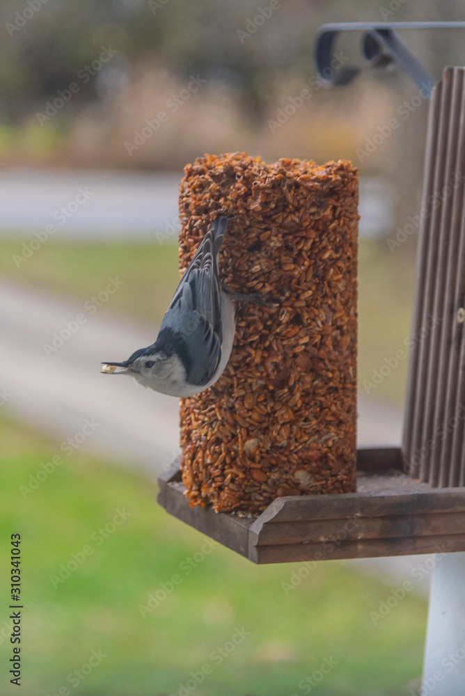 Fototapeta premium Nuthatch bird on feeder with seed in beak