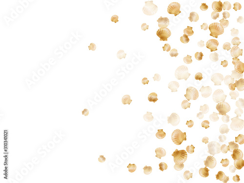 Gold seashells vector background, golden pearl bivalved mollusks. 