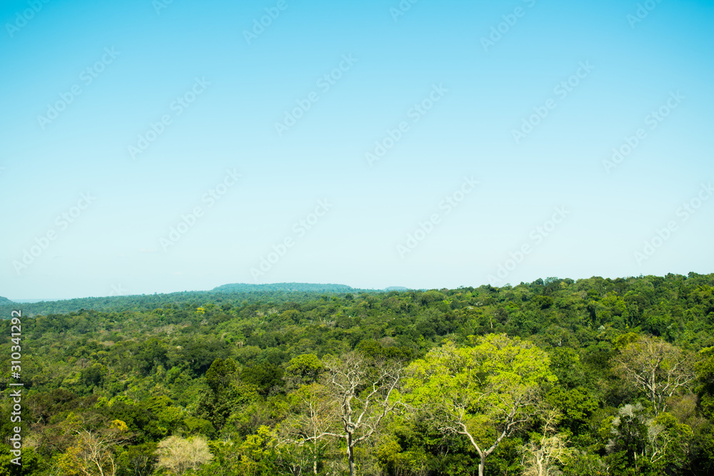 landscape of forest on the mountain