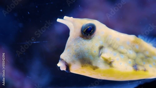 Longhorn cowfish (Lactoria cornuta) photo