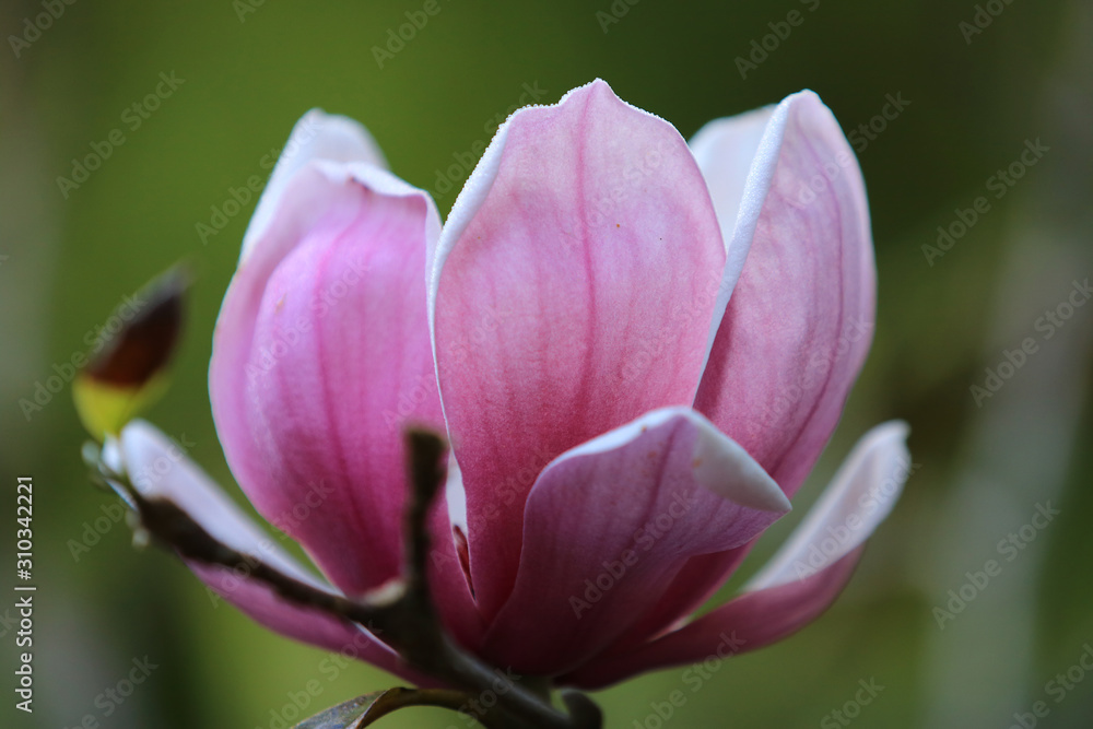 Pink white Magnolia flower on nature background in garden,Close up Magnolia flower with branch and leaf on blurry background Pink white Magnolia flower on nature background in garden,Close up Magnolia flower with branch and leaf on blurry background