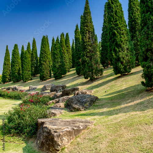 Pine trees on small hill