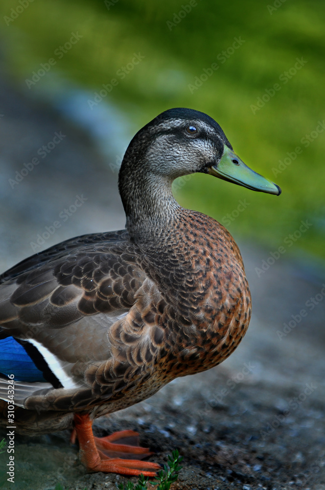 duck standing