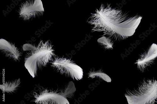 Soft white feathers floating in the dark, black background