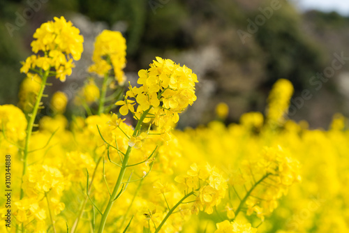 菜の花