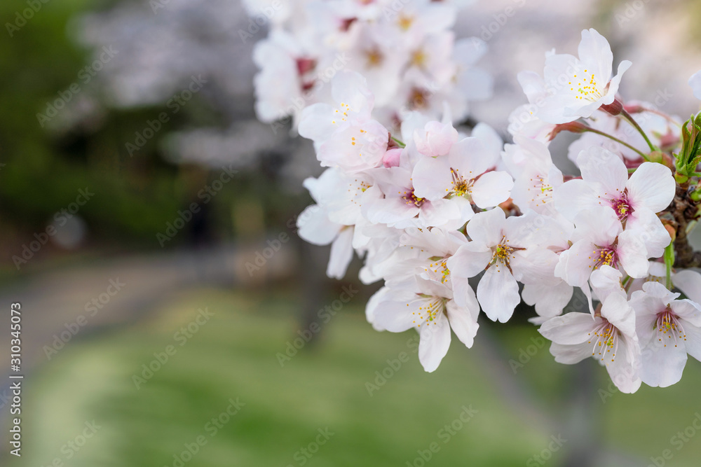 桜の花