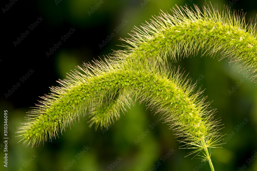 Foxtail grass bloom spikes in Vernon, Connecticut. Foxtail grass bloom spikes in Vernon, Connecticut.