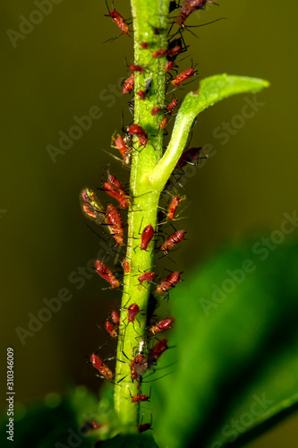 Red aphid cluster on a plant stem in Connecticut. © duke2015