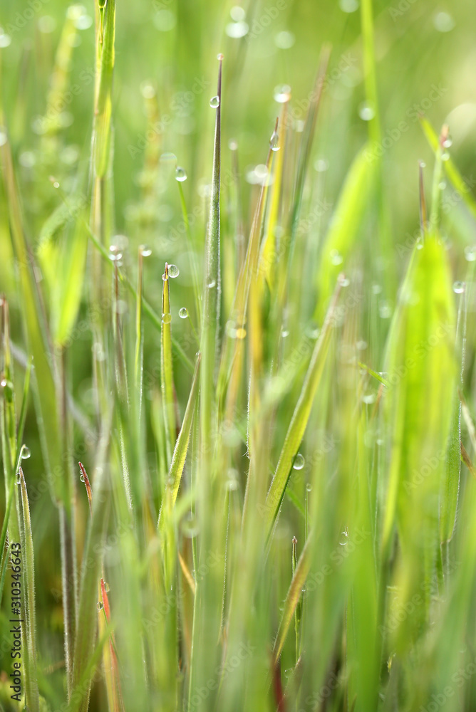 Obraz premium 朝露