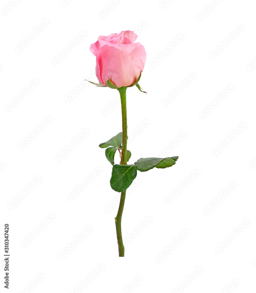 Pink rose flower Isolated on white background. Pink rose flower Isolated on white background.