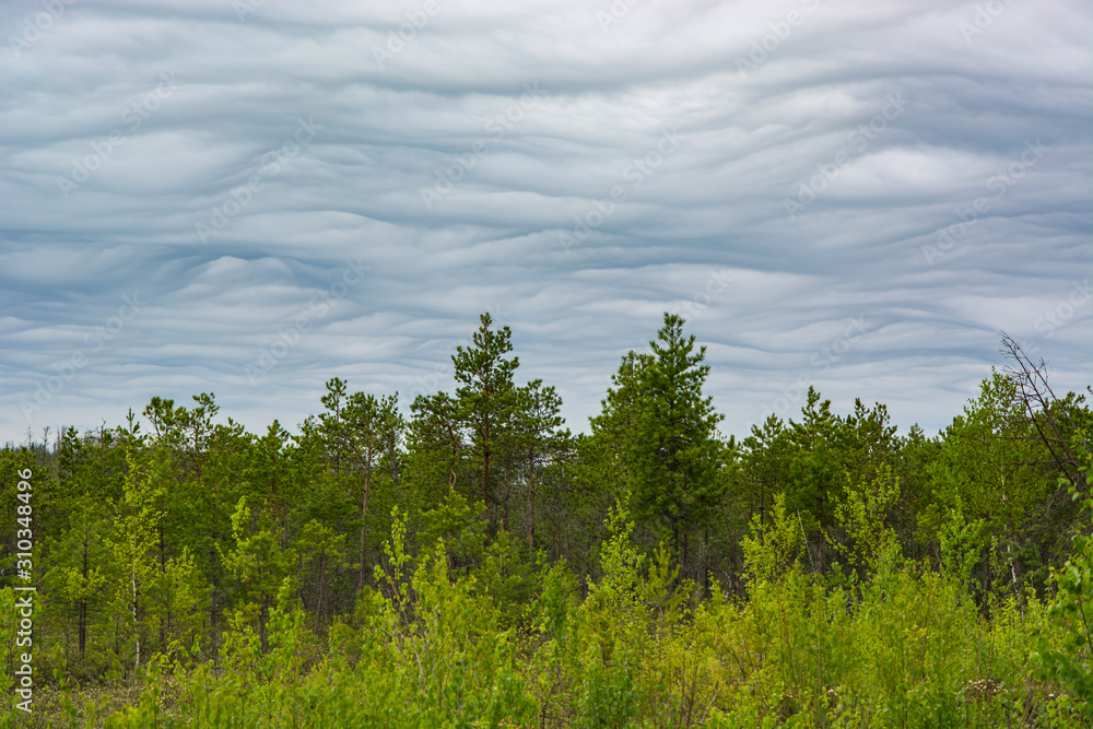 Obraz premium Wavy clouds over the forest