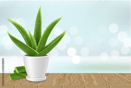 Aloe vera plant in pot vector poster banner template