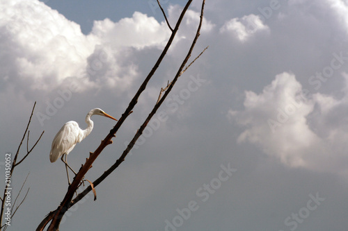 Foto garza blanca sobre rama