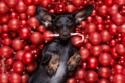 christmas santa claus dog and xmas balls or baubles as background