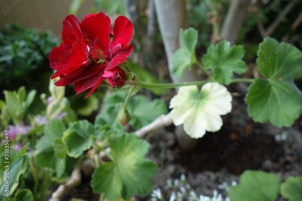 夏の終わりに咲いた赤いゼラニウムの花 Stock Photo Adobe Stock