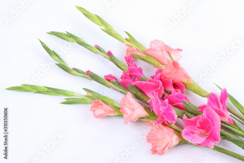 Pink gladiolus flower on white background