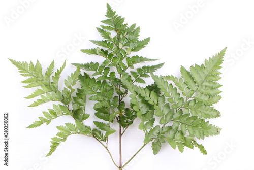 Green leaf isolated on a white background