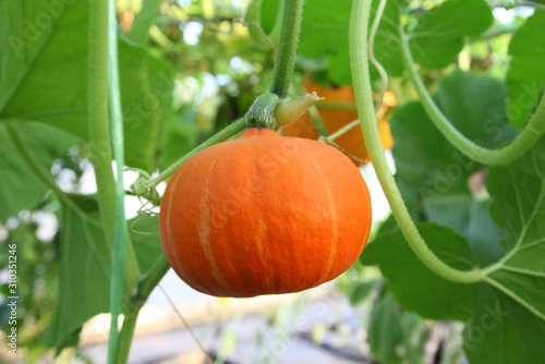 Little hokkaido pumpkin planted in a garden.